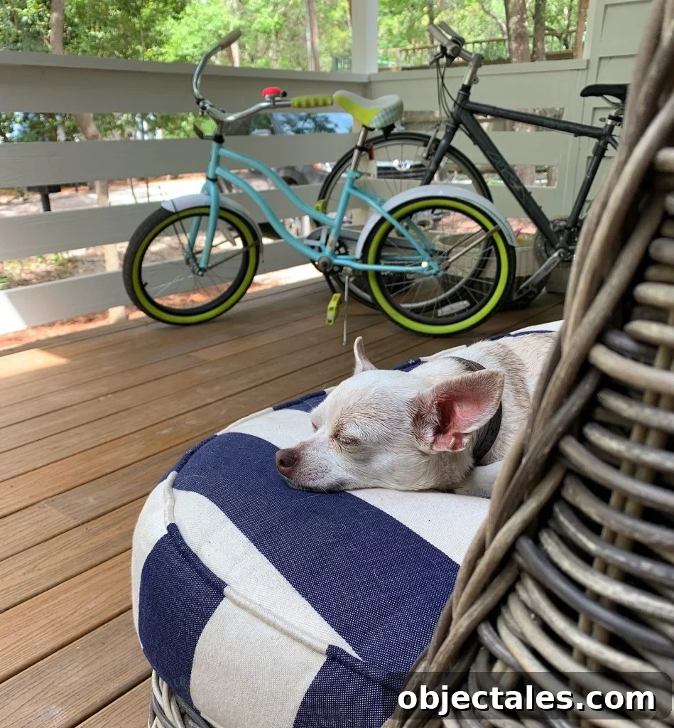 Downsizing to a Smaller Home: What It's Really Like 5 Chihuahua sleeping on outdoor cushion on porch