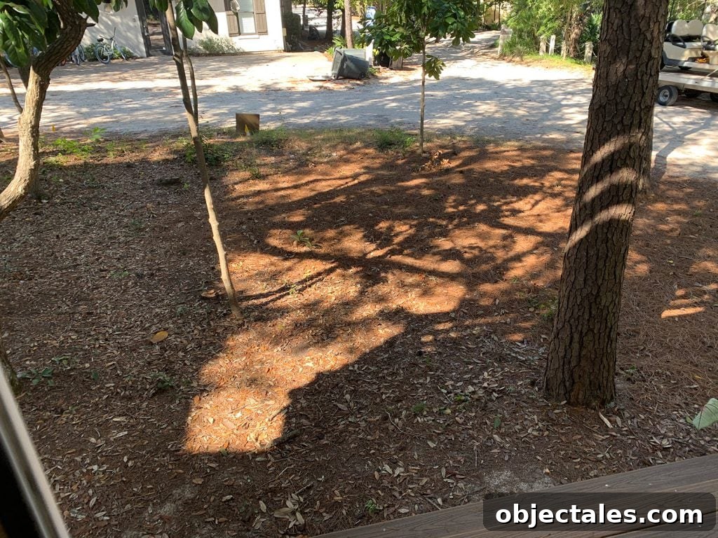 Create a Cozy Fire Pit Area for Outdoor Gatherings 6 Side yard are before fence was installed