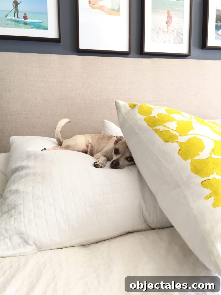 Tribute to the Burger: History, Styles, and Recipes 11 Burger sleeping on pillows at bed headboard with tail wagging