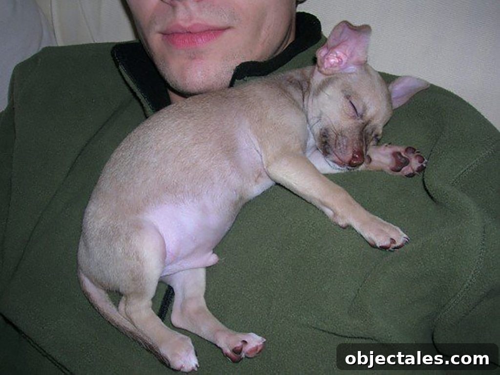 Tribute to the Burger: History, Styles, and Recipes 3 Baby chihuahua Burger sleeping on John's chest