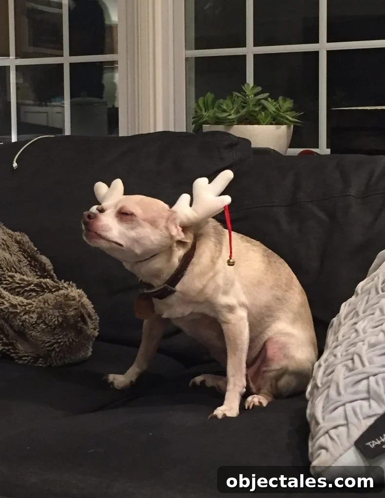 Tribute to the Burger: History, Styles, and Recipes 6 Burger looking displeased in Christmas reindeer antler headband