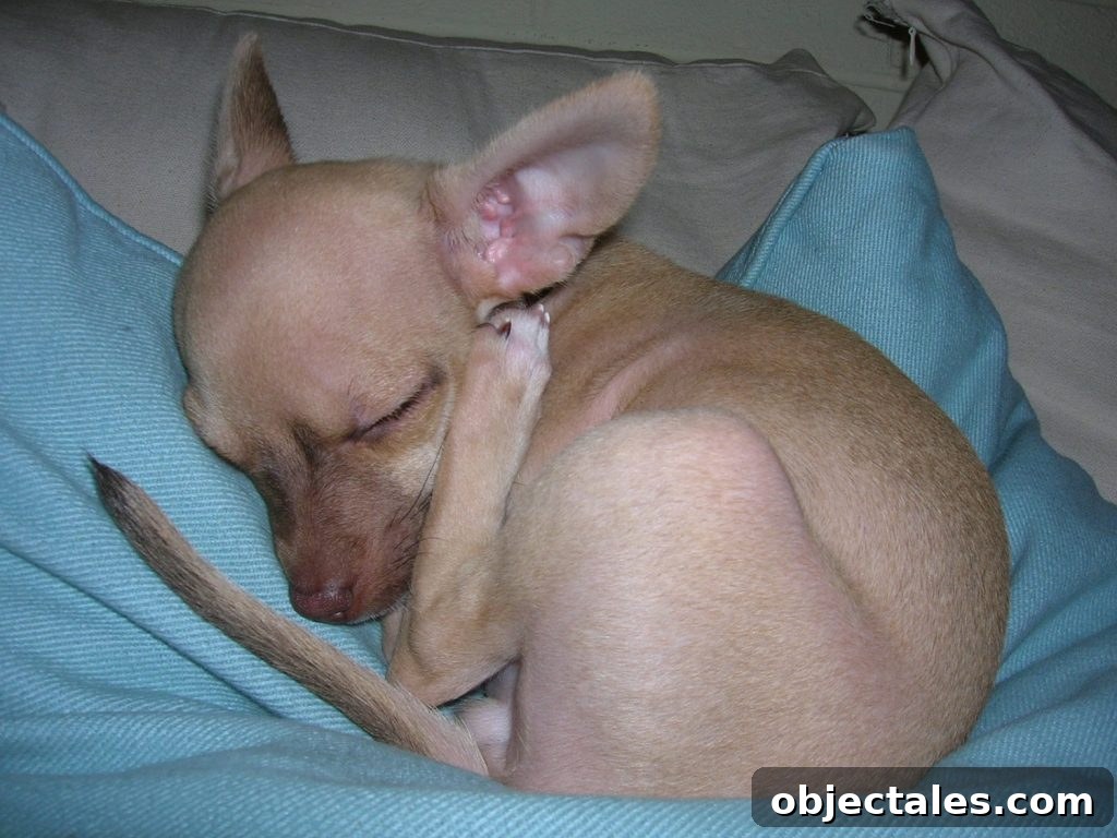 Tribute to the Burger: History, Styles, and Recipes 7 Baby fawn colored chihuahua with foot near ear