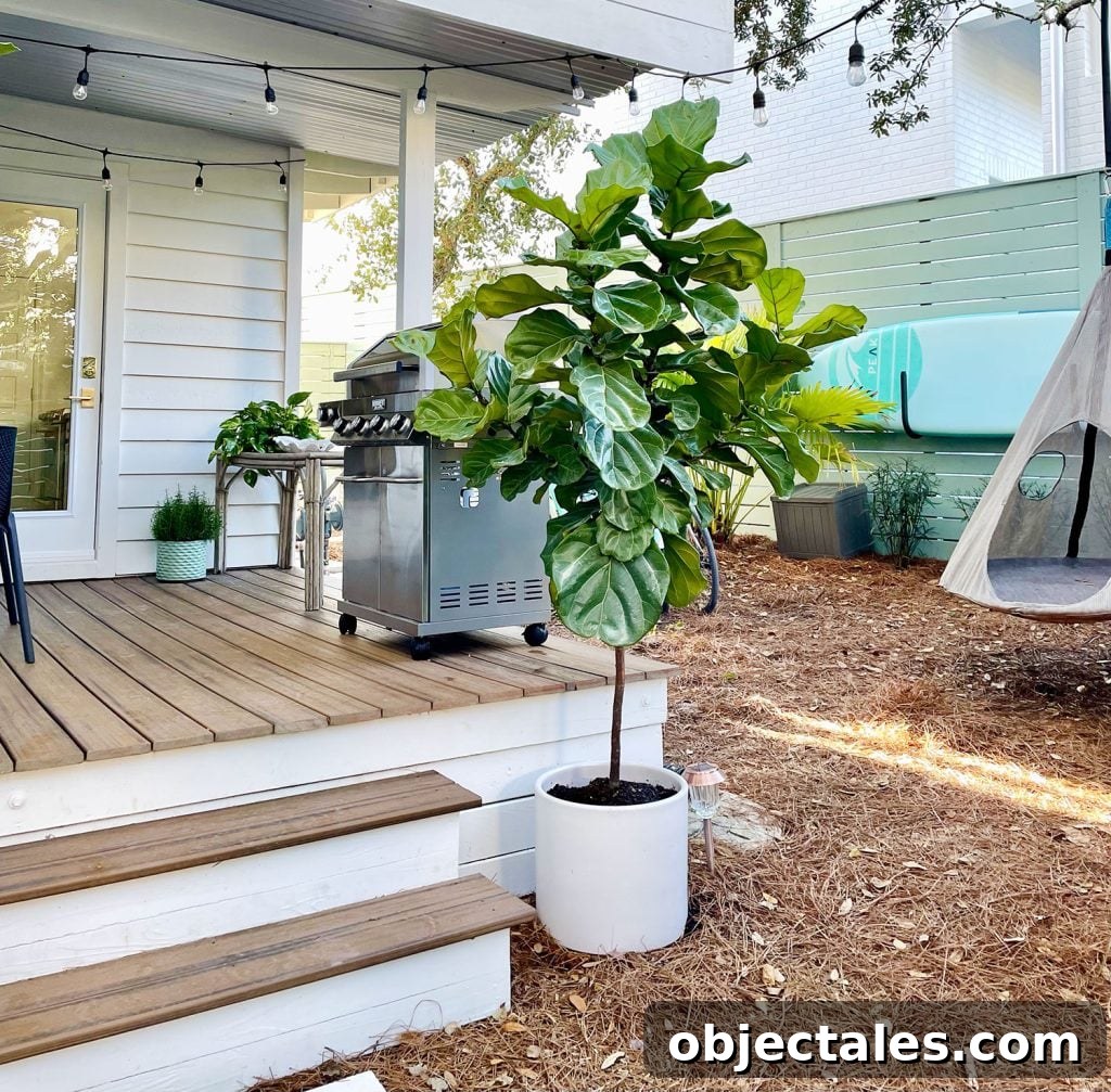 Potted fiddle leaf fig outdoors next to stairs to side porch